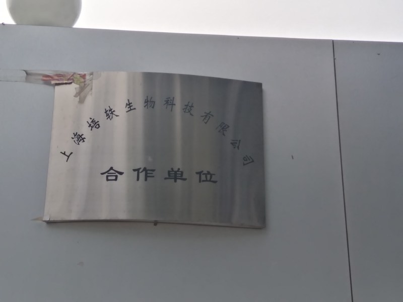 金丝楸，组培金丝楸，耐寒木质好，金黄色，无分叉