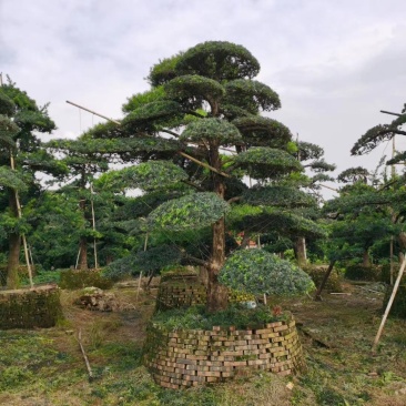 苗圃直供各规格各种造型罗汉松