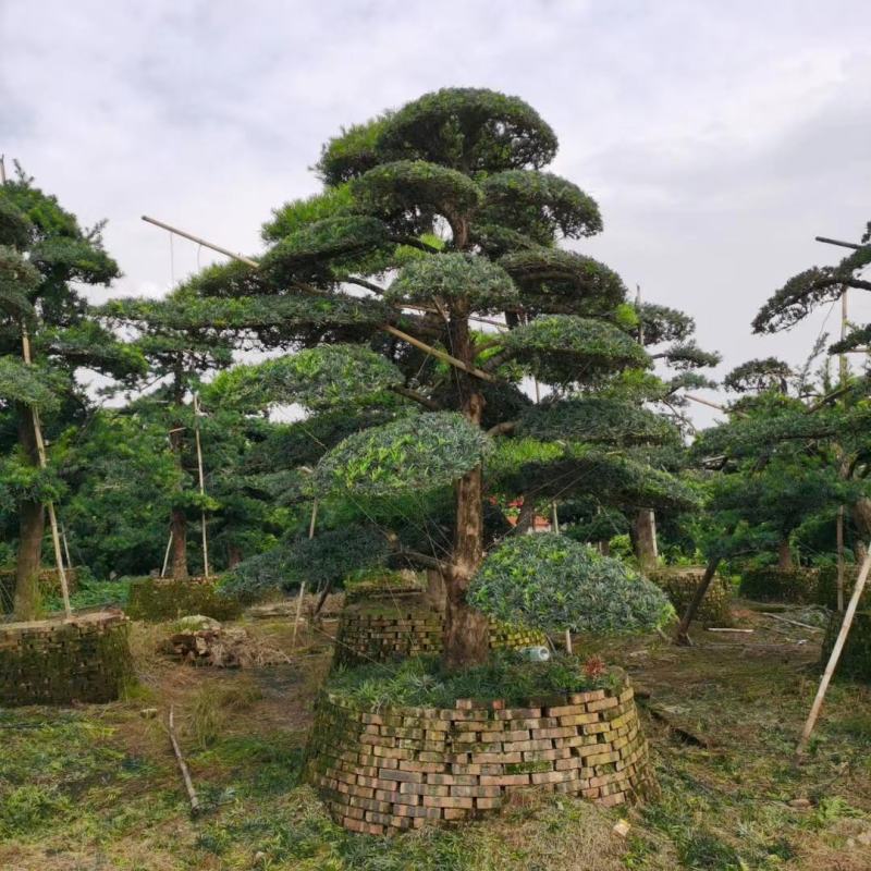 苗圃直供各规格各种造型罗汉松