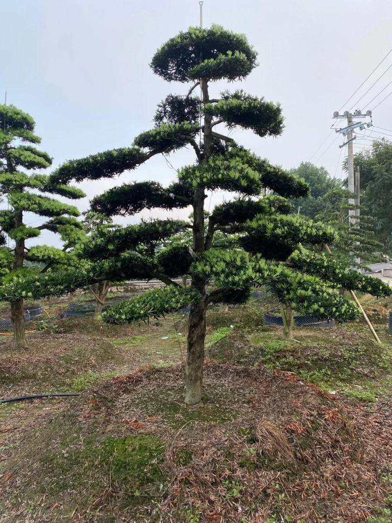 苗圃直供各规格各种造型罗汉松
