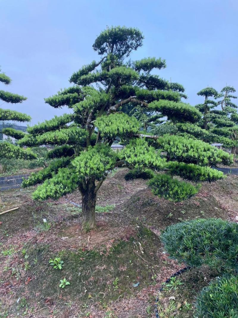 苗圃直供各规格各种造型罗汉松