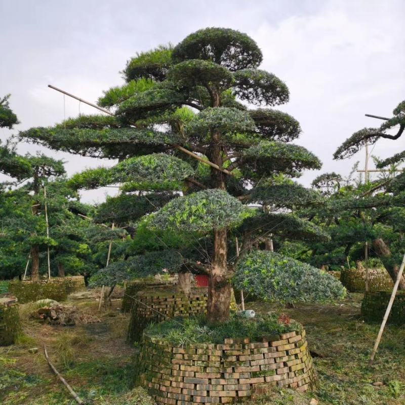 苗圃直供各规格各种造型罗汉松