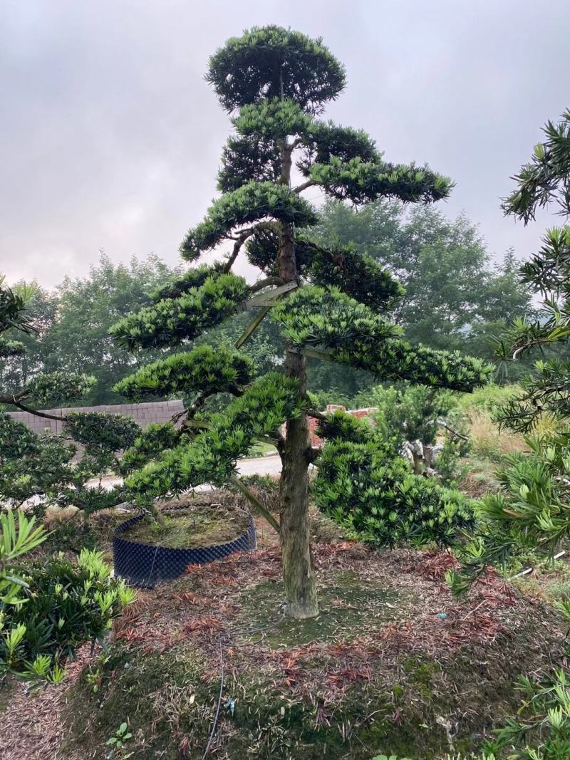 苗圃直供各规格各种造型罗汉松