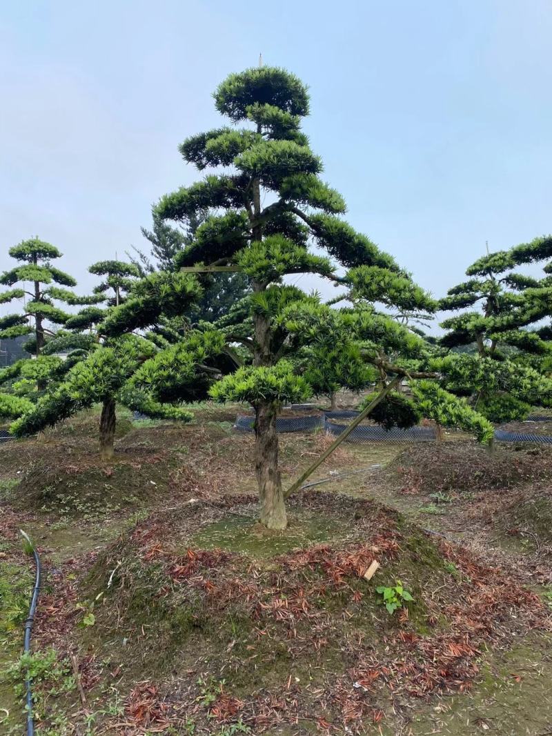 苗圃直供各规格各种造型罗汉松
