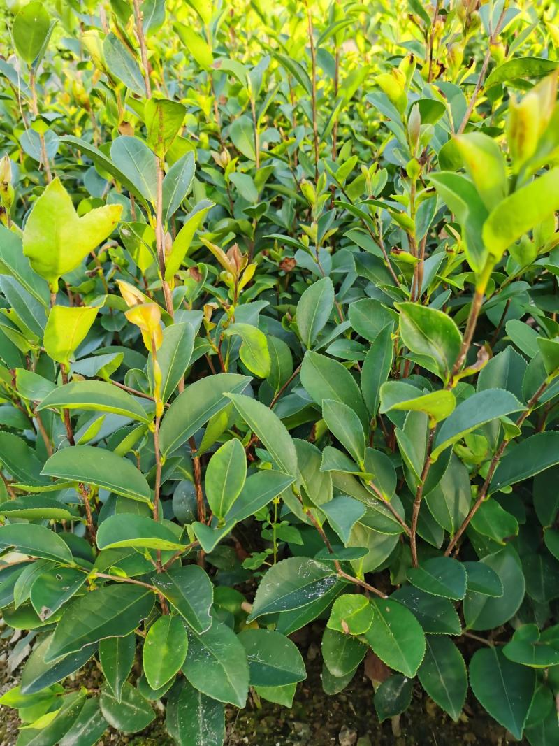 油茶苗，供应软枝油茶实生杯苗60万株规格30-60公分高