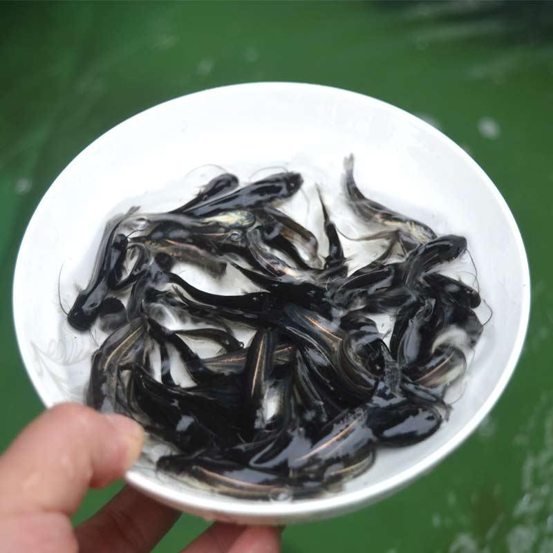 大口鲢鱼苗常年供货淡水专业养殖包成活提供技术指导