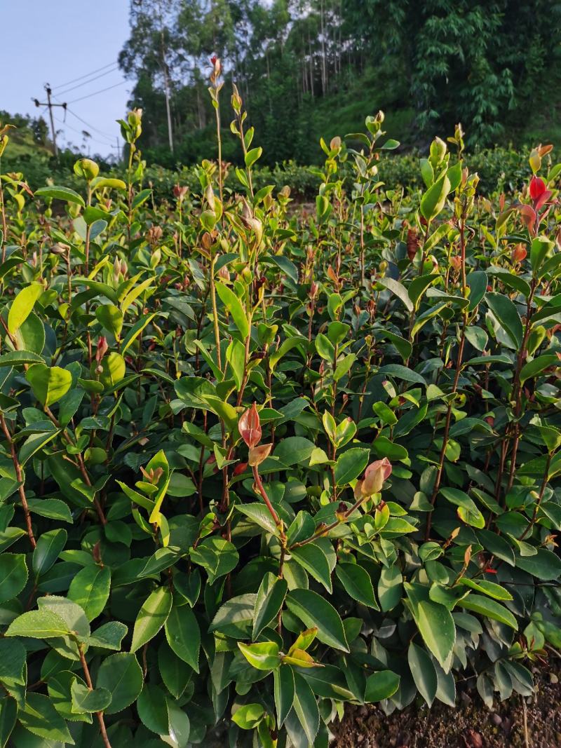 油茶苗，供应软枝油茶实生杯苗60万株规格30-60公分高