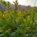 油茶苗，供应软枝油茶实生杯苗60万株规格30-60公分高