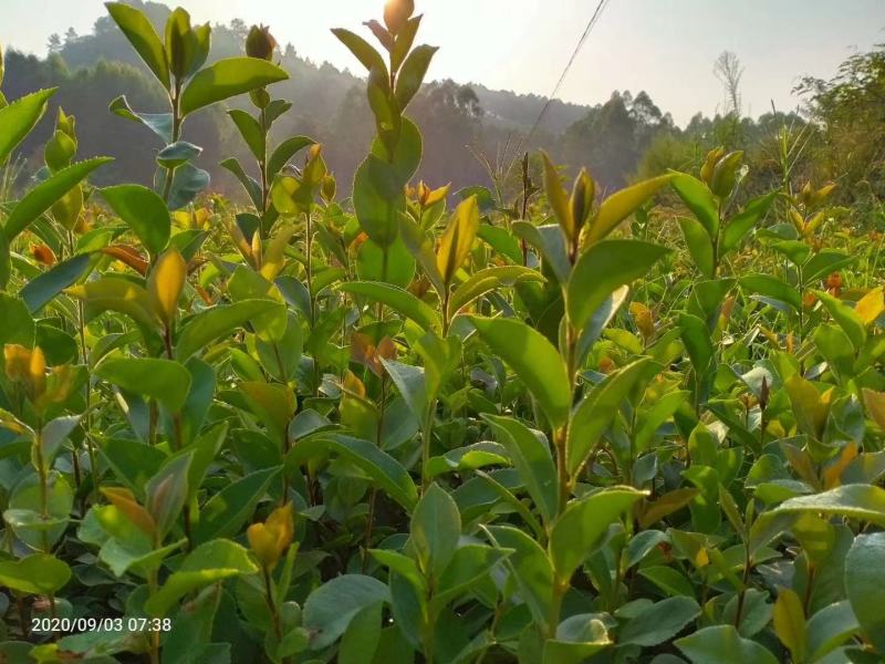 油茶苗，供应软枝油茶实生杯苗60万株规格30-60公分高
