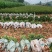 油茶苗，供应软枝油茶实生杯苗60万株规格30-60公分高