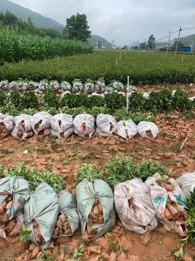 油茶苗，供应软枝油茶实生杯苗60万株规格30-60公分高