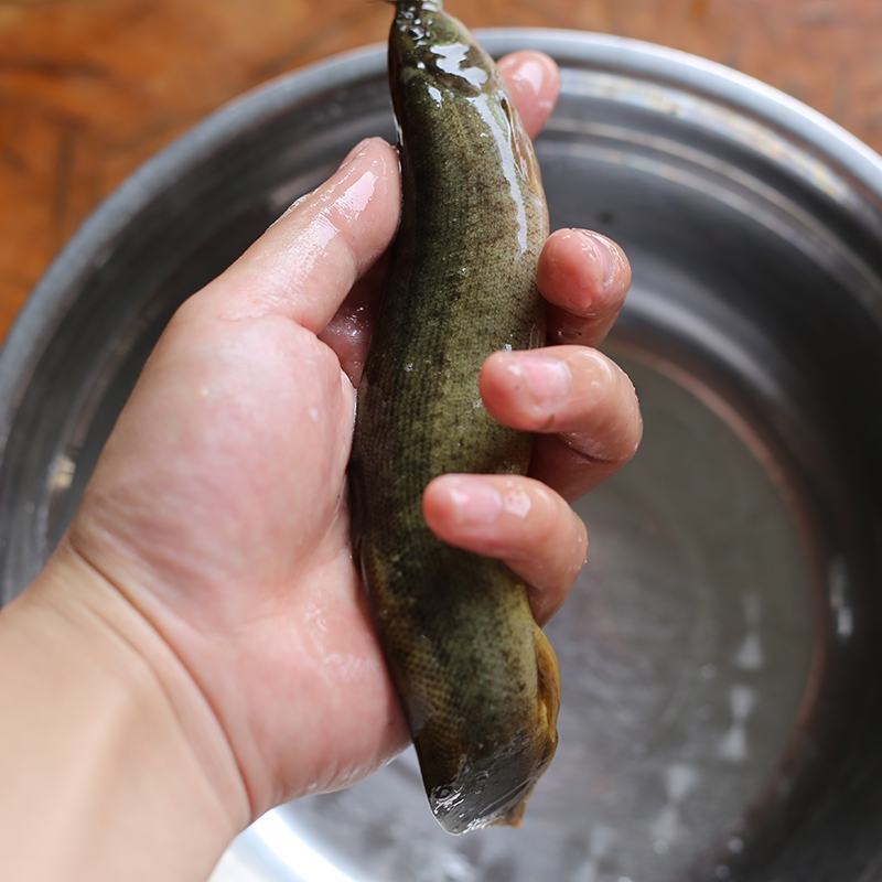 鲜活小泥鳅苗淡水培育包技术指导保成活