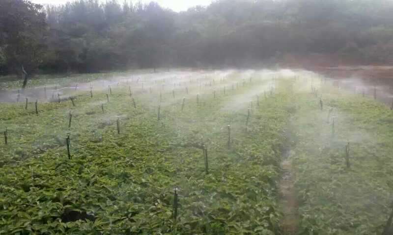地插微喷60cm地插微喷40cm地插微喷