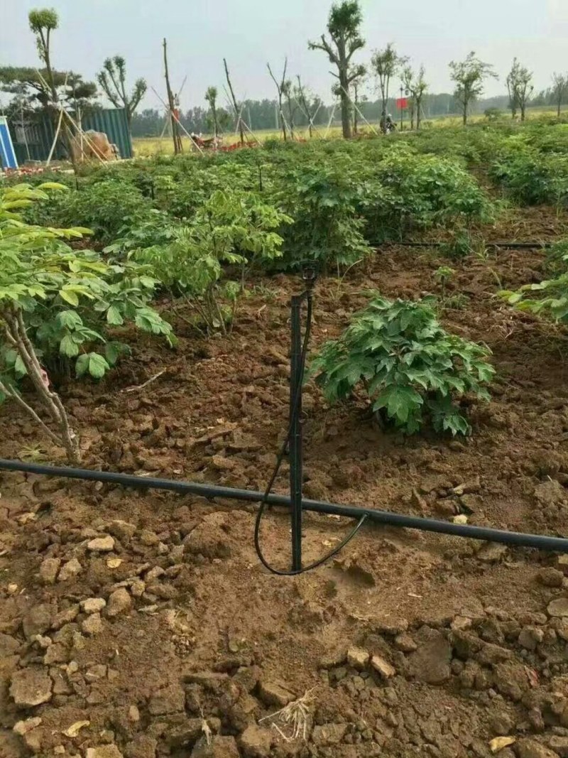 地插微喷60cm地插微喷40cm地插微喷
