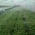 地插微喷60cm地插微喷40cm地插微喷