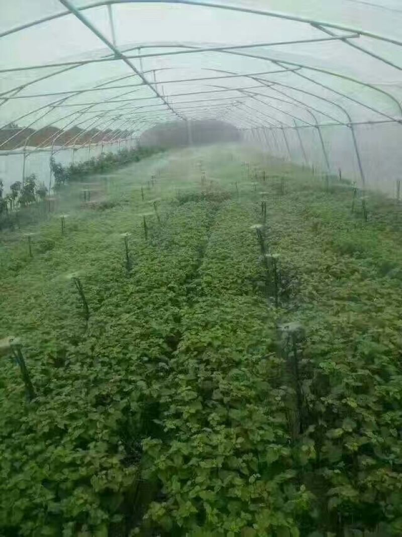 地插微喷60cm地插微喷40cm地插微喷