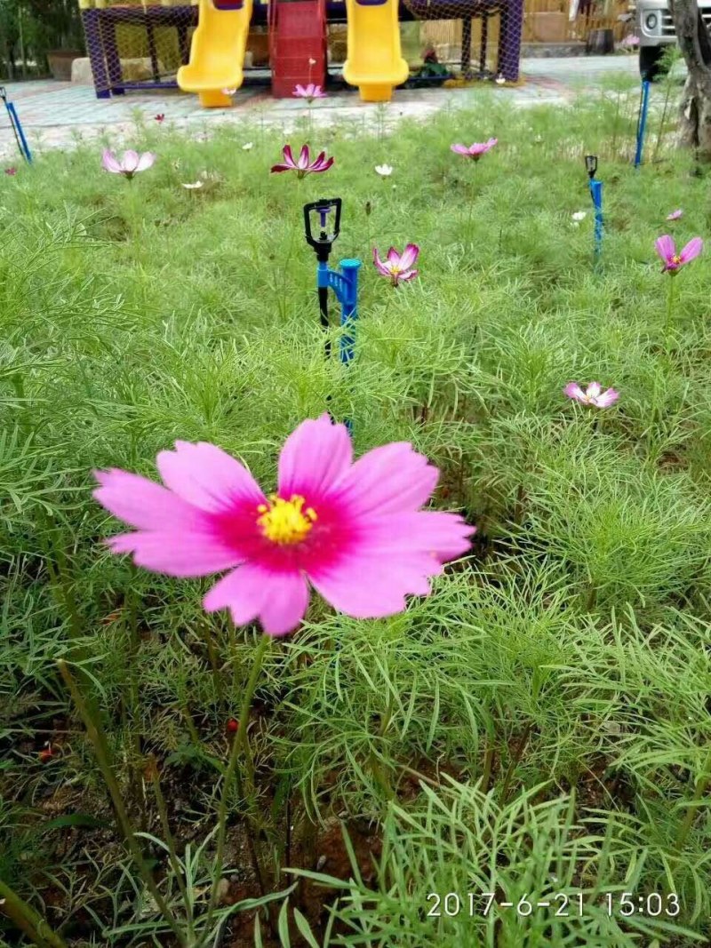地插微喷60cm地插微喷40cm地插微喷