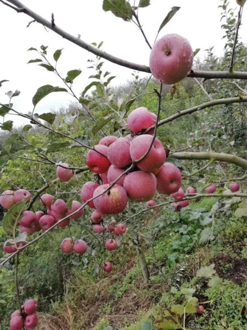 正宗云南昭通丑苹果冰糖心当季新鲜脆甜现摘苹果野生水果红富