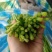 芦蒿，泥蒿，青芦蒿，产地当天直发，千亩基地