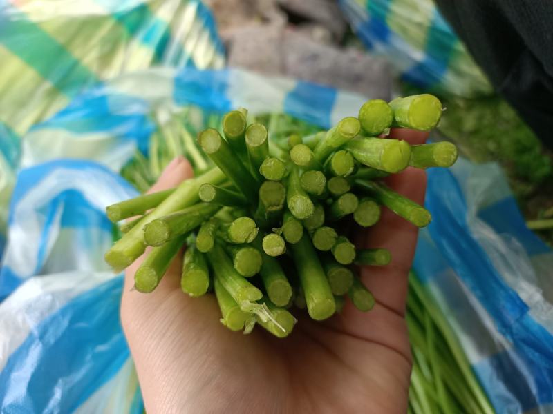 芦蒿，泥蒿，青芦蒿，产地当天直发，千亩基地