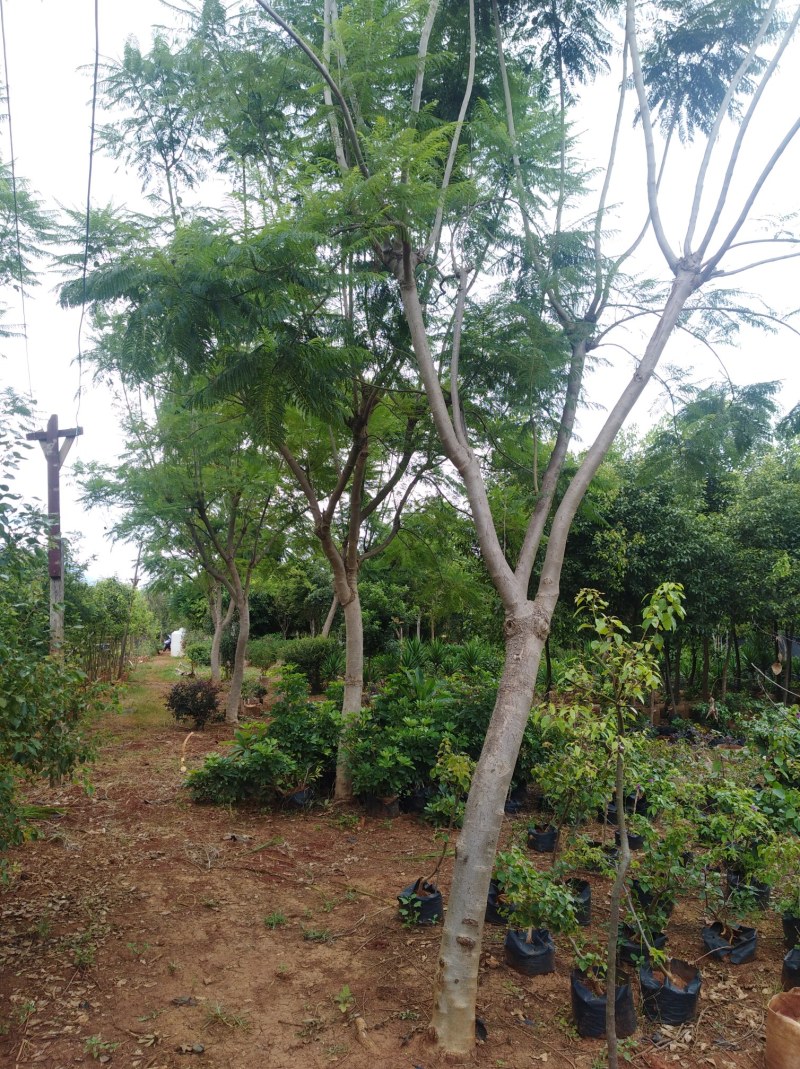云南省红河州蒙自市岀售蓝花楹米径14公分至16公分