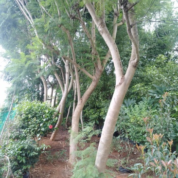 云南省红河州蒙自市岀售蓝花楹米径14公分至16公分