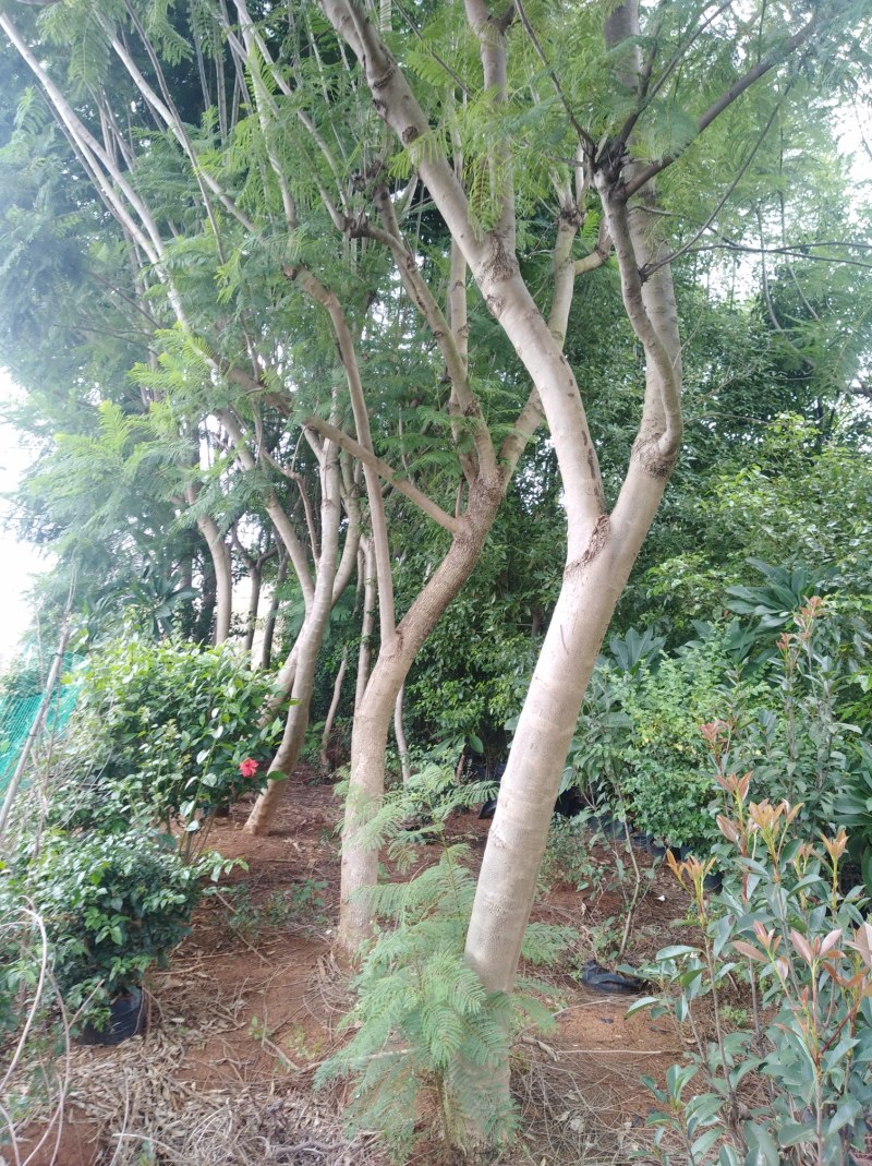 云南省红河州蒙自市岀售蓝花楹米径14公分至16公分