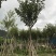 少花黄花风铃木5-8-10-12-15公分