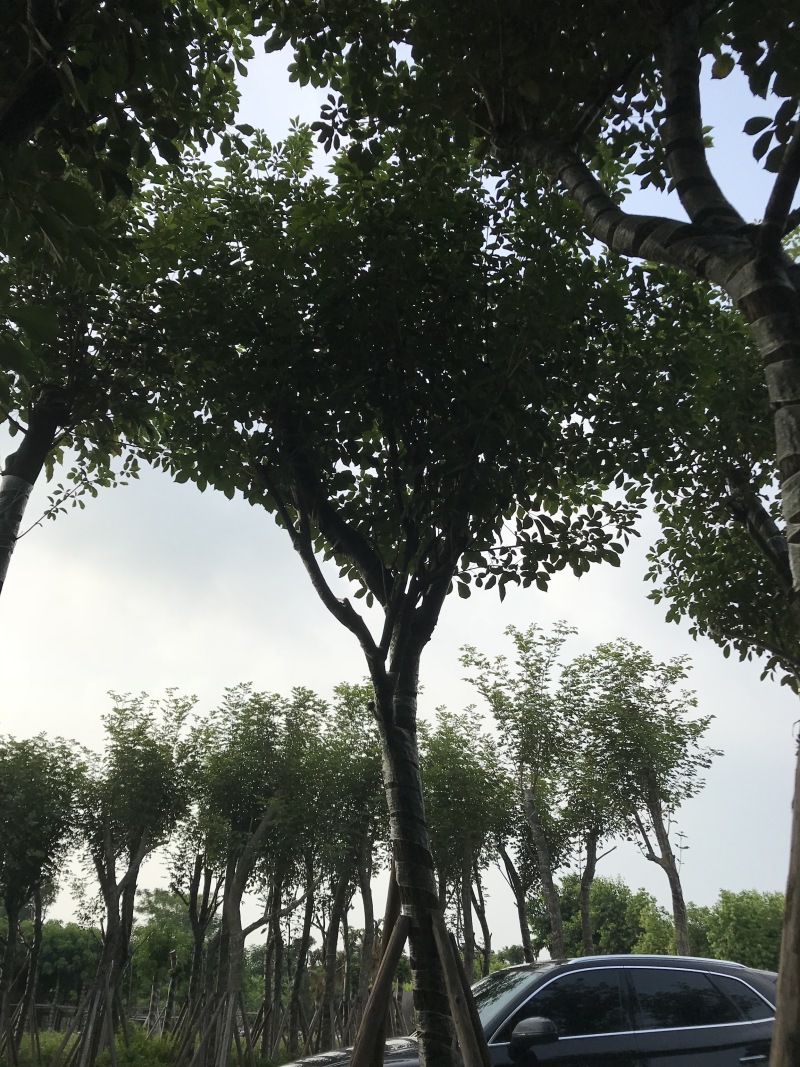 少花黄花风铃木5-8-10-12-15公分