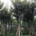 少花黄花风铃木5-8-10-12-15公分