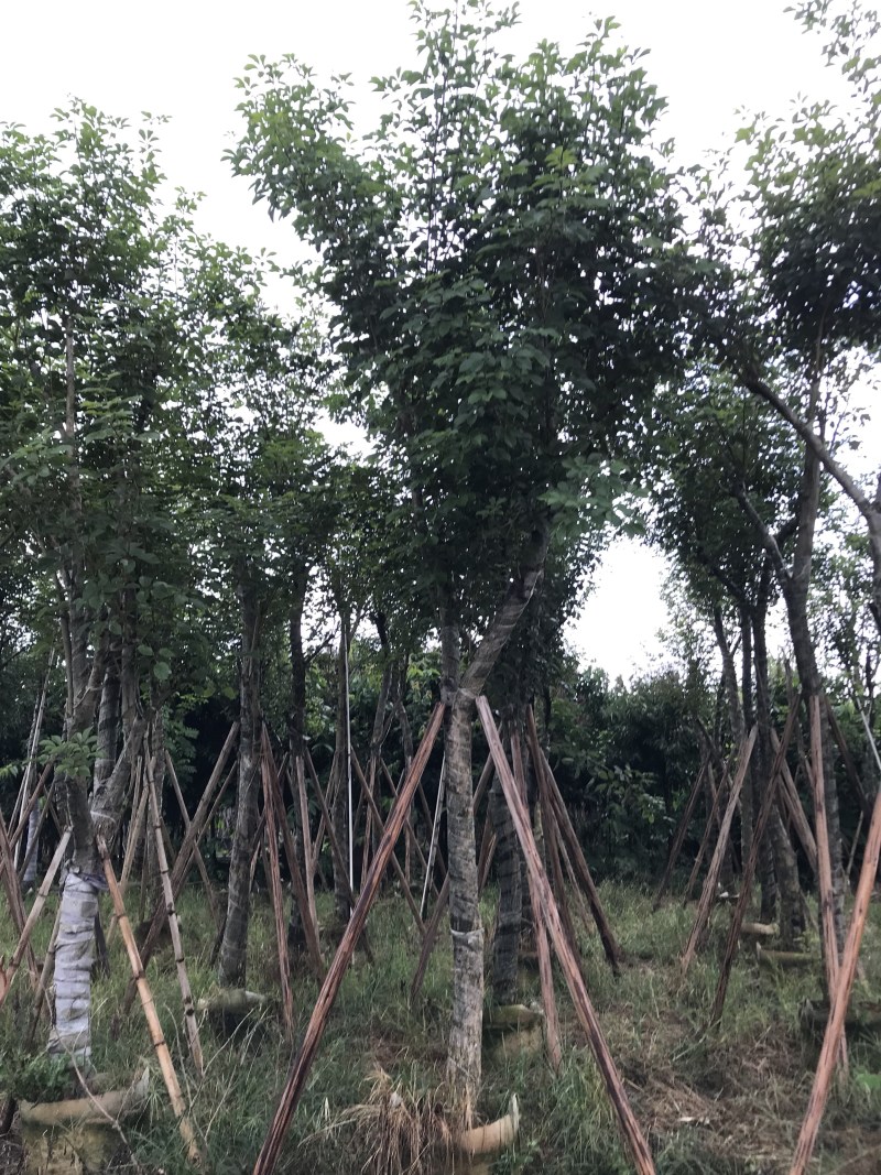 少花黄花风铃木5-8-10-12-15公分