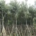 少花黄花风铃木5-8-10-12-15公分