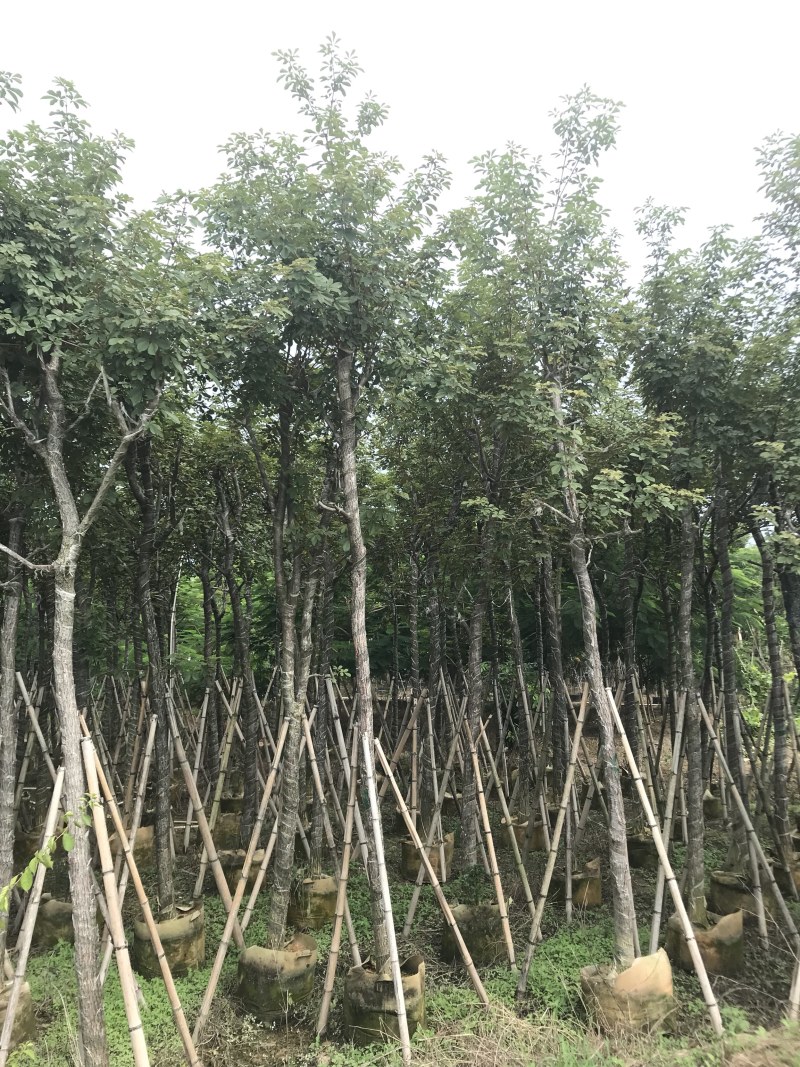 少花黄花风铃木5-8-10-12-15公分