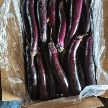 紫茄子大量上市欢迎采购