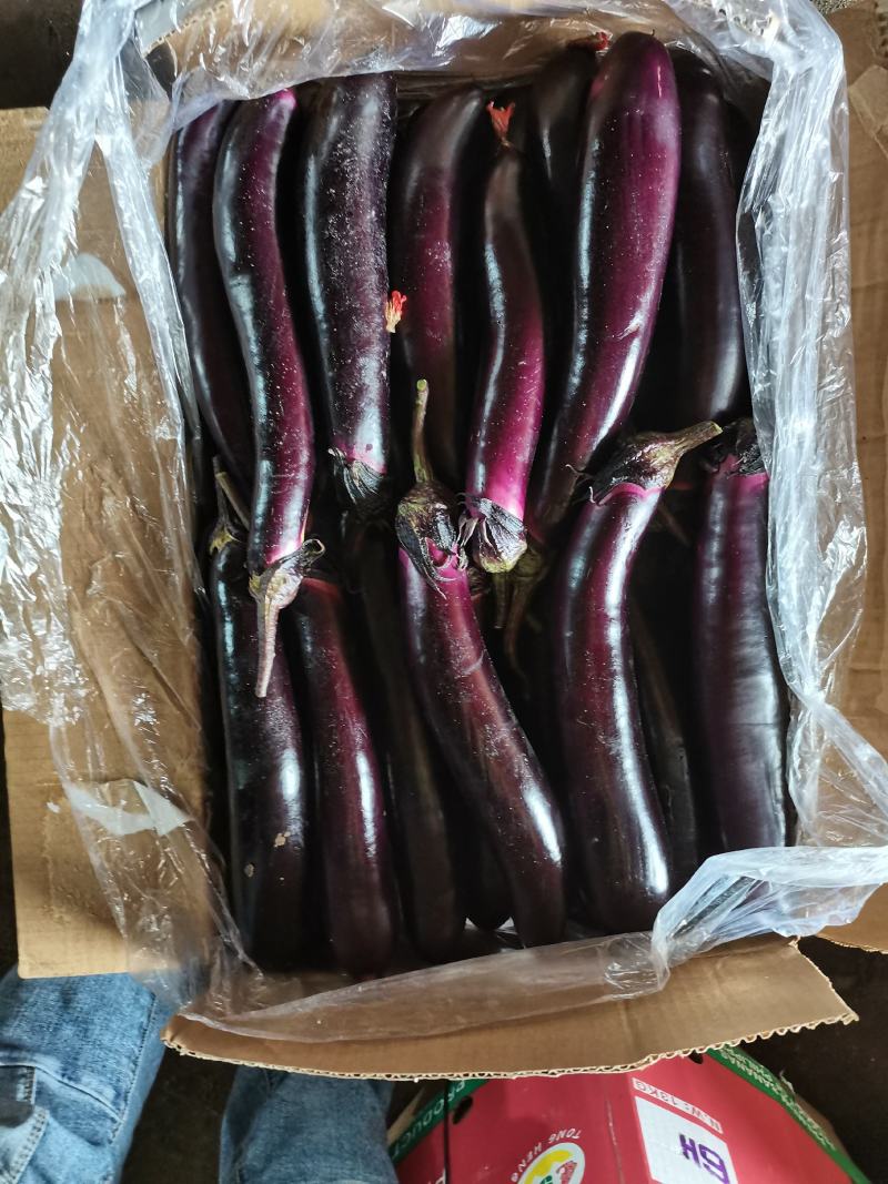 紫茄子大量上市欢迎采购