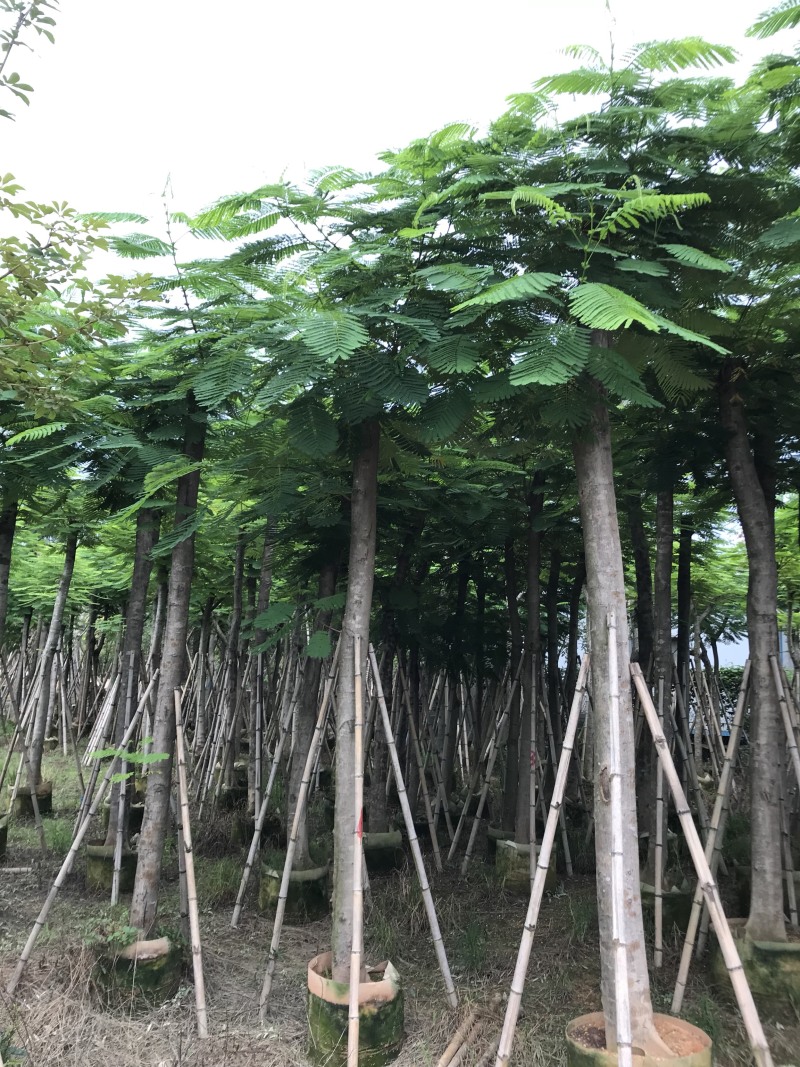 凤凰木8-10-12-15-18-20公分