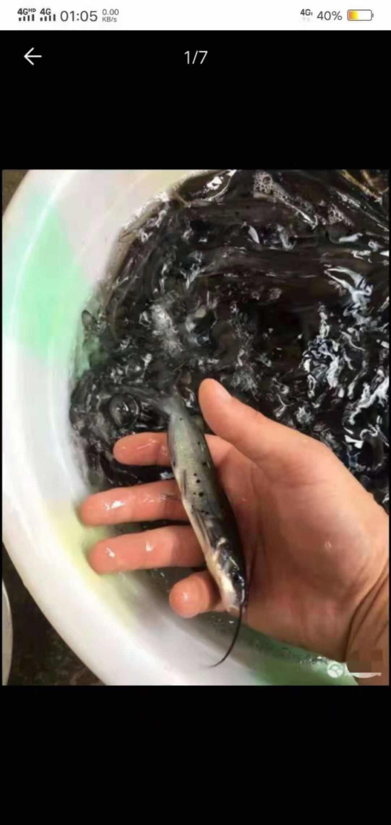 叉尾鮰鱼苗班点叉尾鮰鱼苗+自孵水花（基地直供）