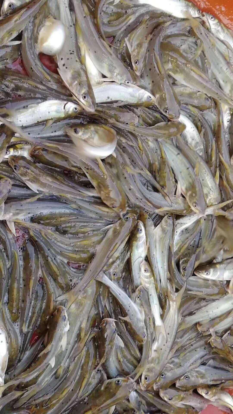 叉尾鮰鱼苗班点叉尾鮰鱼苗+自孵水花（一手货源）