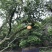 石榴树5-7米高。