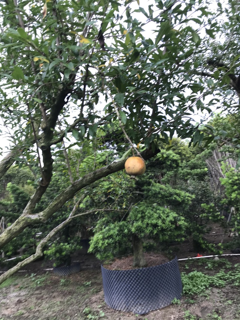 石榴树5-7米高。