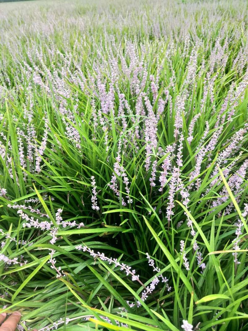 麦冬草绿化园林工程用苗代办中叶细叶麦冬苗麦冬草大量现货