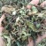 猫须草2020年新货产地直销量大优惠