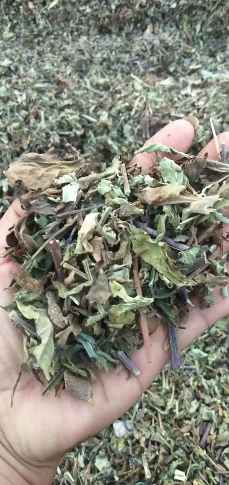 猫须草2020年新货产地直销量大优惠