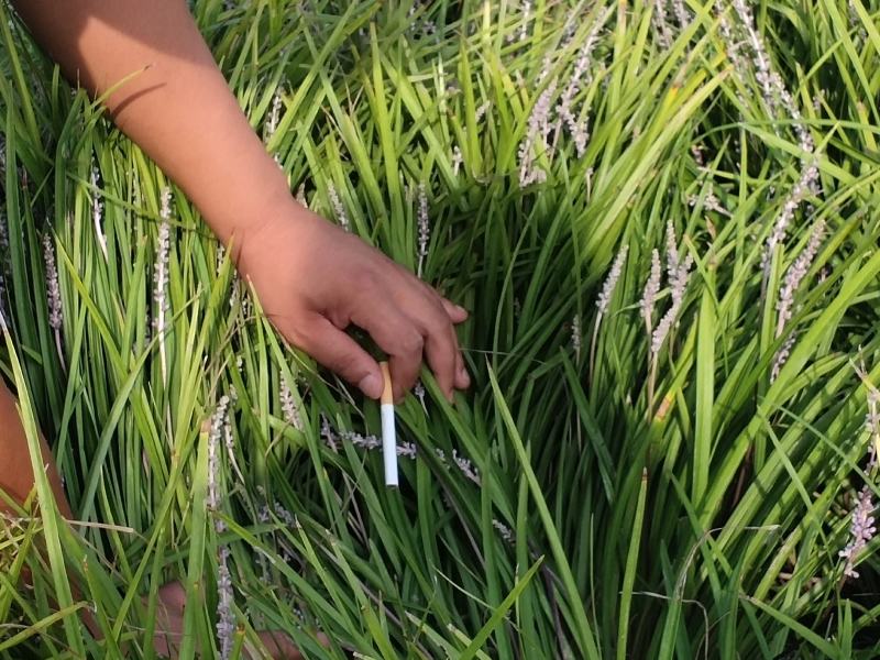 麦冬草绿化园林工程用苗代办中叶细叶麦冬苗麦冬草大量现货