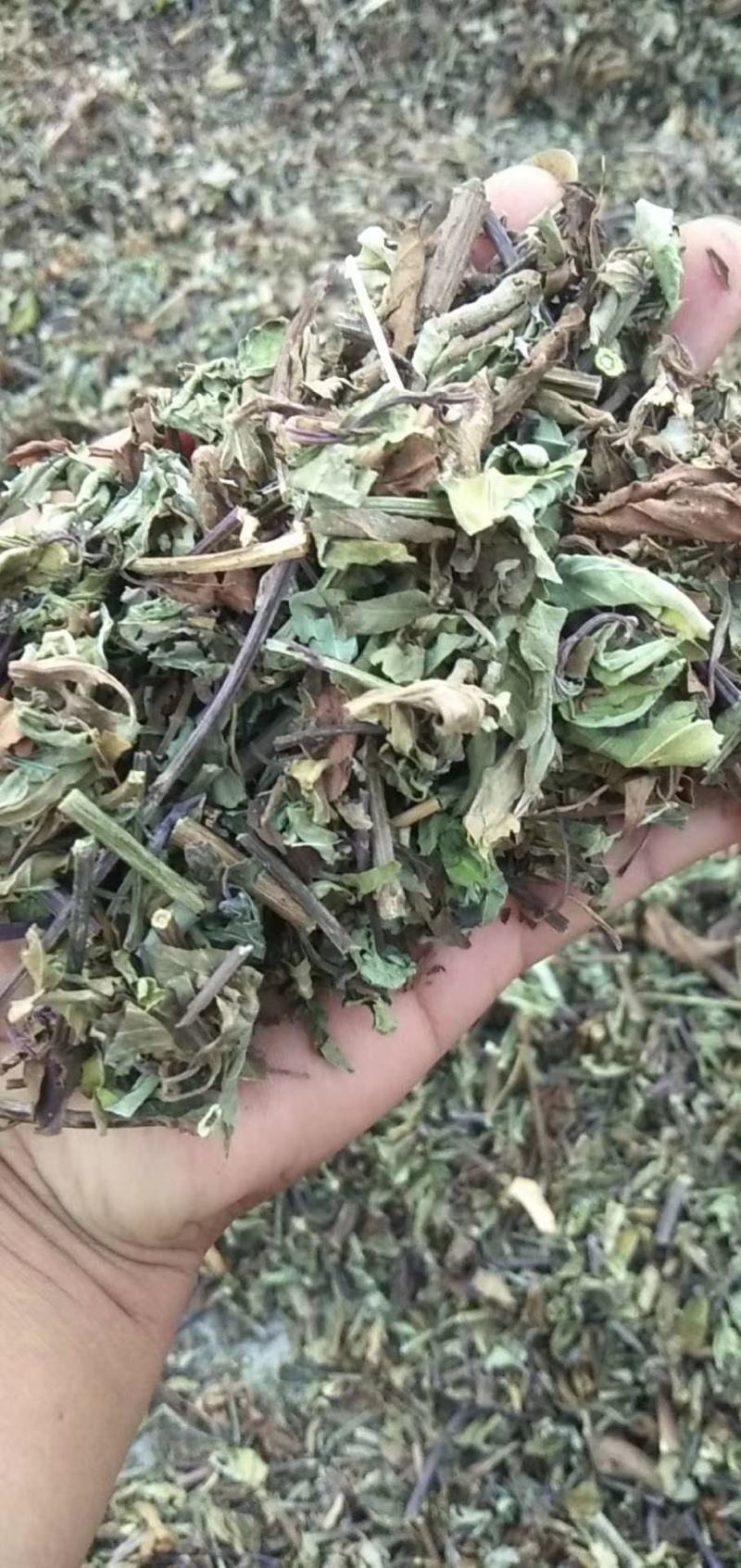 猫须草2020年新货产地直销量大优惠