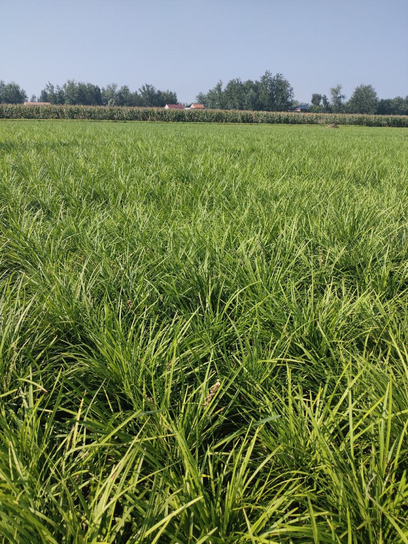 麦冬草绿化园林工程用苗代办中叶细叶麦冬苗麦冬草大量现货