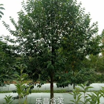 产地直销大小规格乐昌含，保质保量，规格齐全