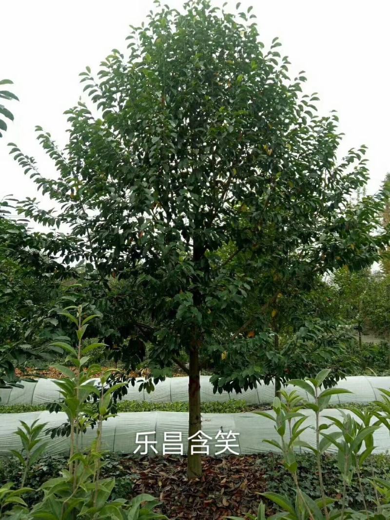 产地直销大小规格乐昌含，保质保量，规格齐全