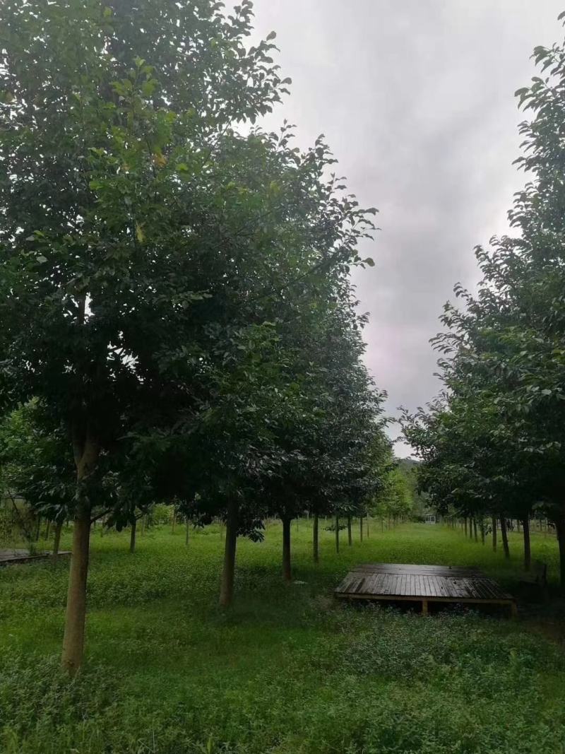 产地直销大小规格乐昌含，保质保量，规格齐全