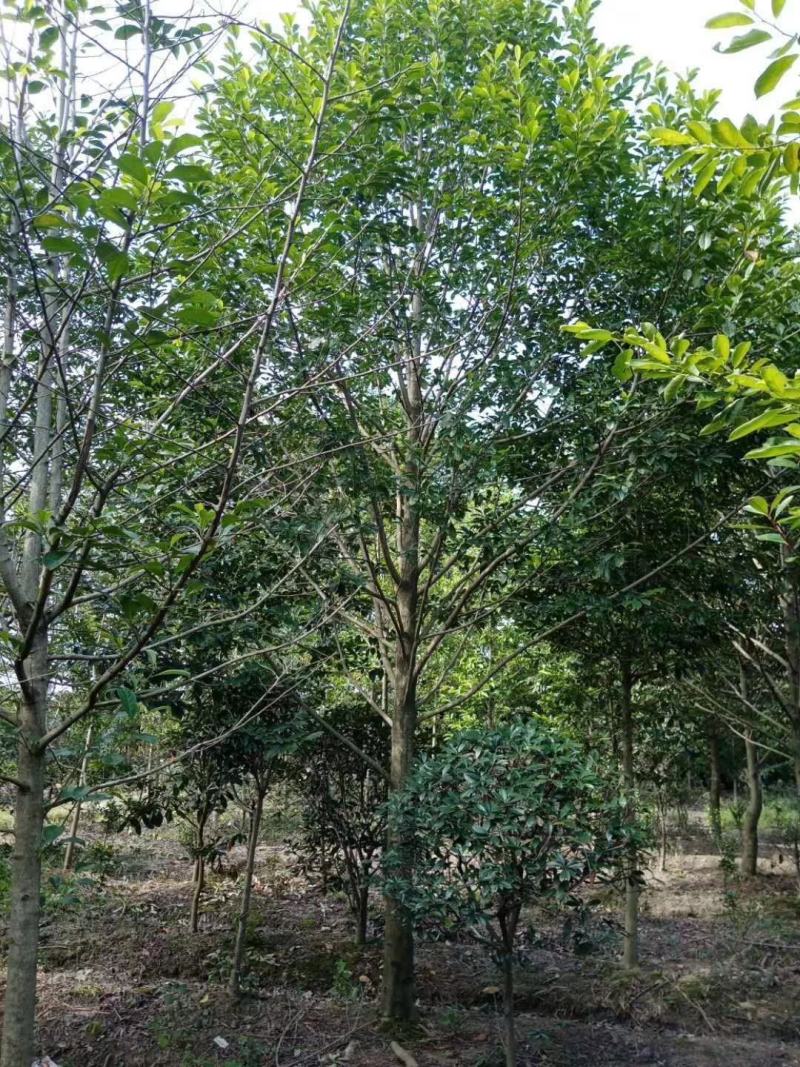 产地直销大小规格乐昌含，保质保量，规格齐全